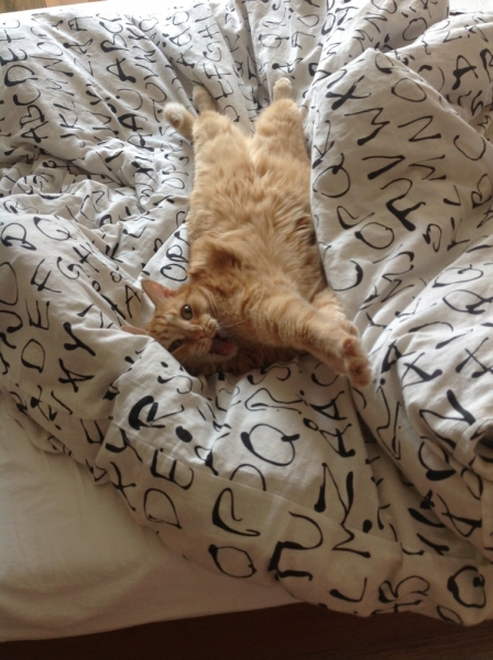 Поговорим о кошках34