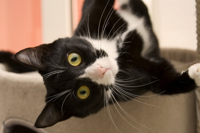 Поговорим о кошках34