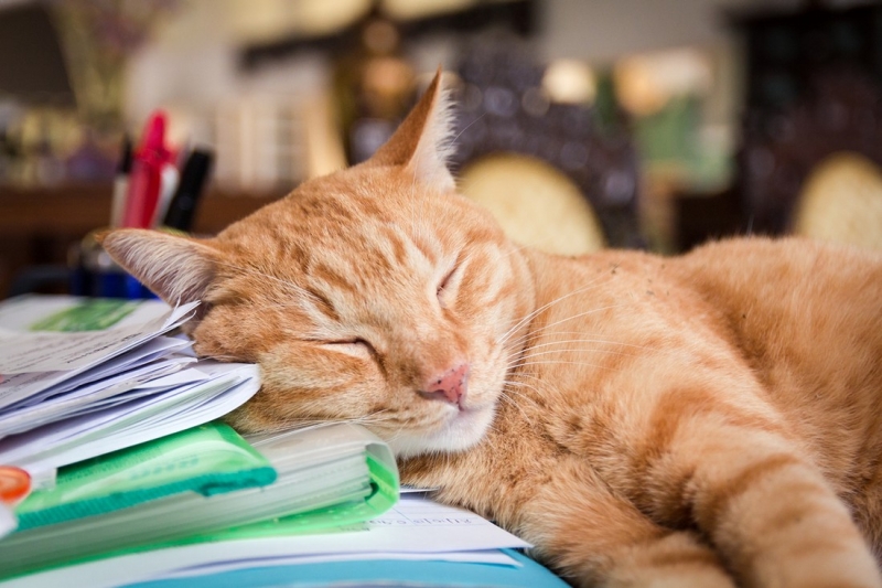 Поговорим о кошках34