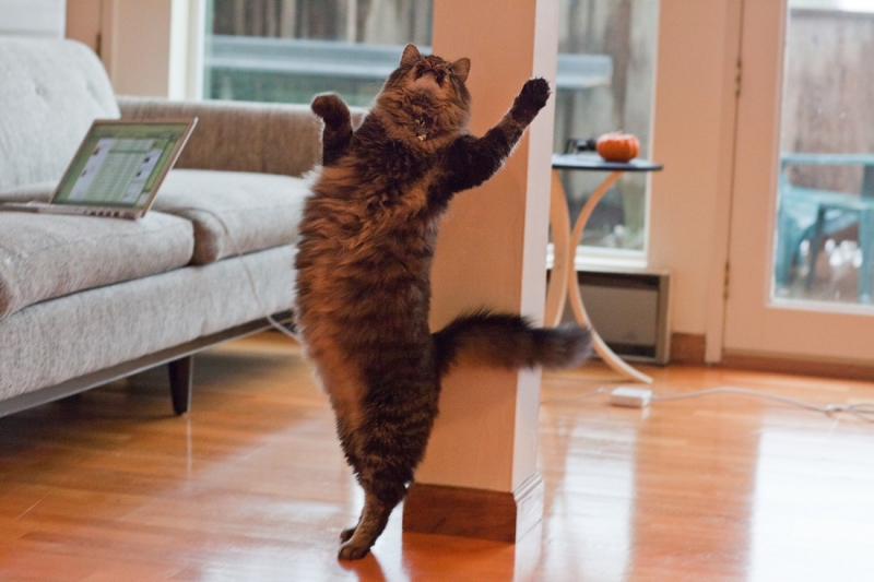 Поговорим о кошках34