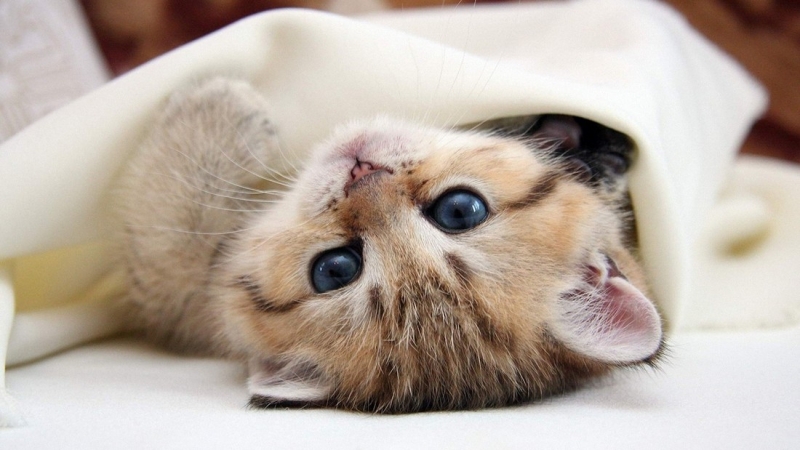 Поговорим о кошках34