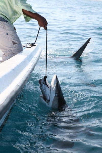 Фотозагадки - 2015