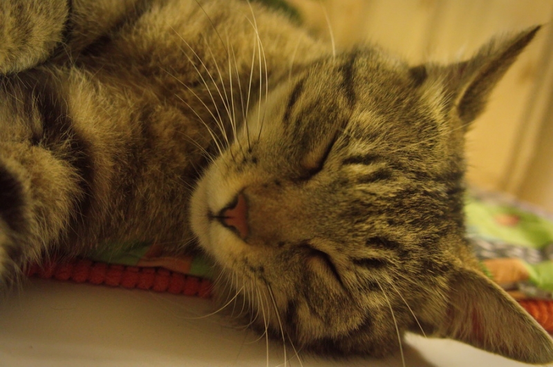 Поговорим о кошках34