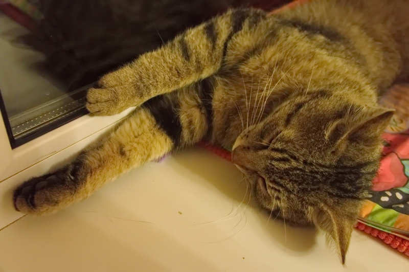 Поговорим о кошках34