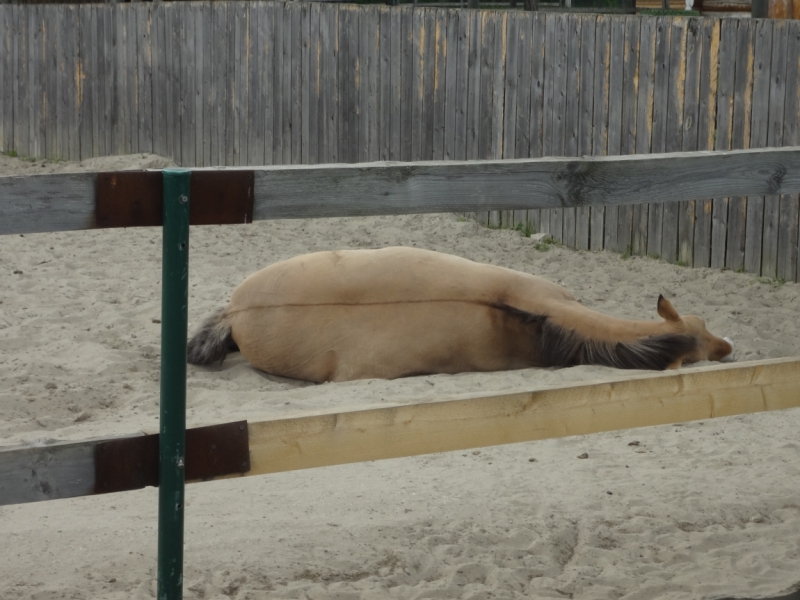 3 дня в Ярославле, 12-14 июня 2015