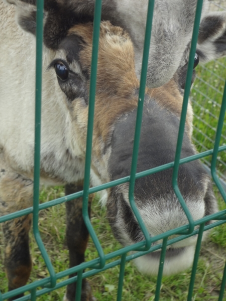 3 дня в Ярославле, 12-14 июня 2015