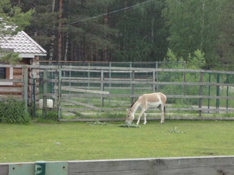 3 дня в Ярославле, 12-14 июня 2015