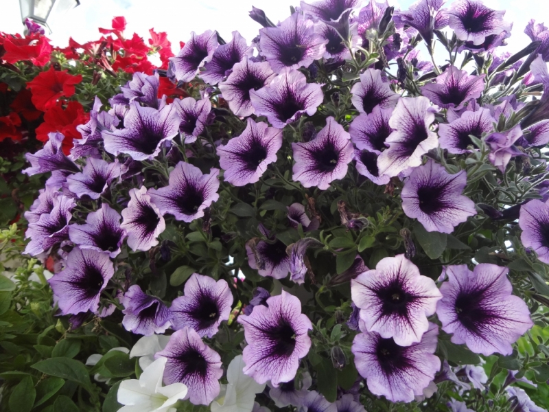 3 дня в Ярославле, 12-14 июня 2015