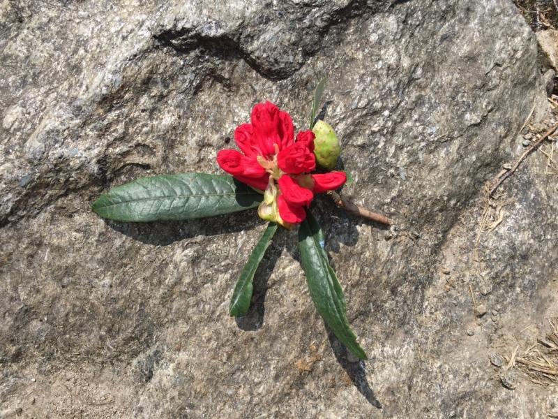 Поход офисной девочки, или Как я дошла до Аннапурны