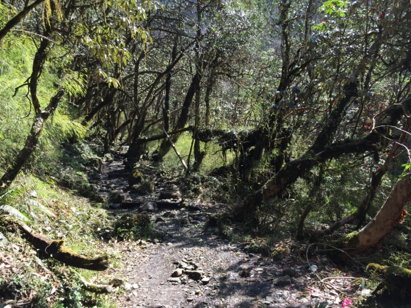 Поход офисной девочки, или Как я дошла до Аннапурны