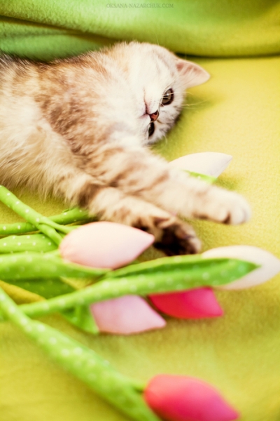 Поговорим о кошках34