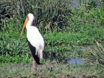 Желтоклювый аист