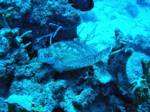 Занзибарская Тортила