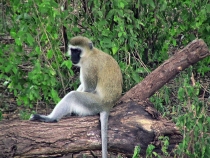 Застенчивый