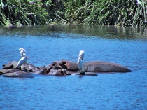 Как по паркету