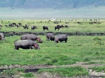 Тучные стада