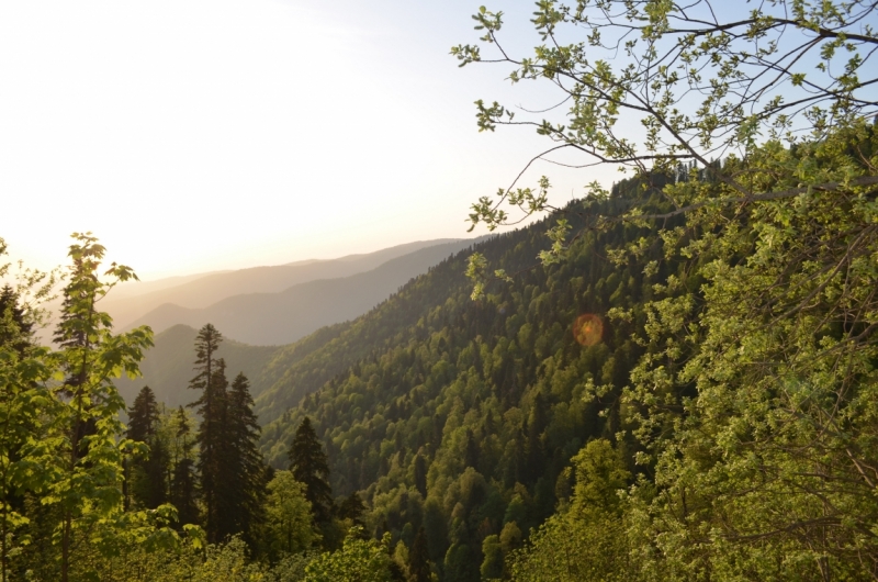 Абхазия от Гагры до Гала. Май 2015.