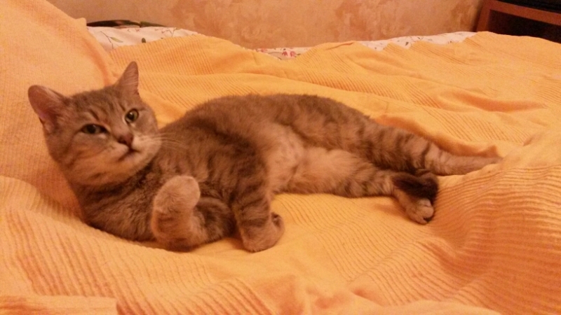 Поговорим о кошках34