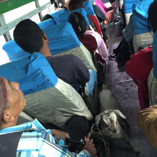 Поход офисной девочки, или Как я дошла до Аннапурны