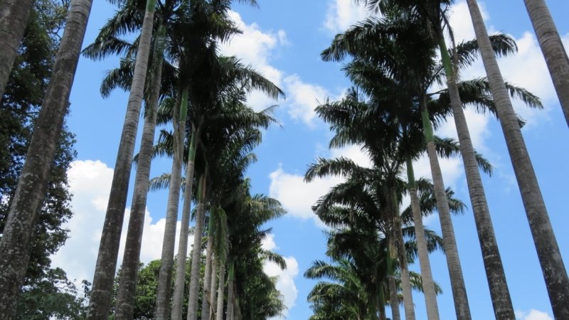 Личный взгляд Шри Ланка 2015