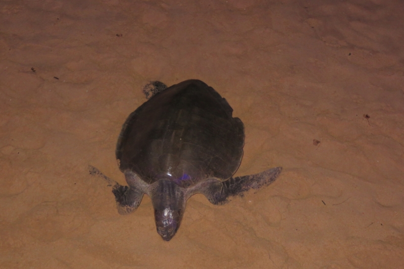 Личный взгляд Шри Ланка 2015