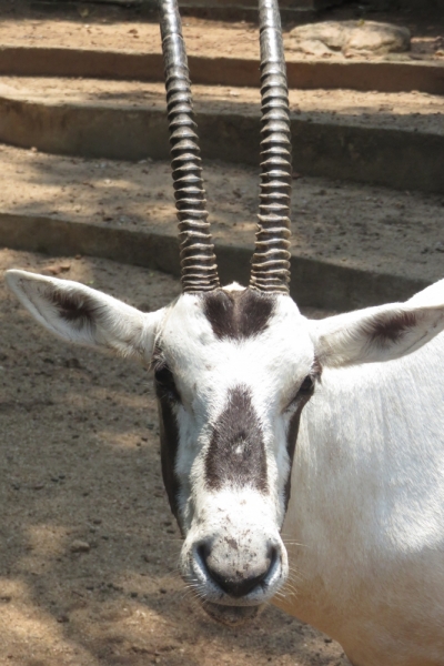 Личный взгляд Шри Ланка 2015