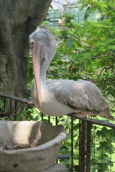 Личный взгляд Шри Ланка 2015