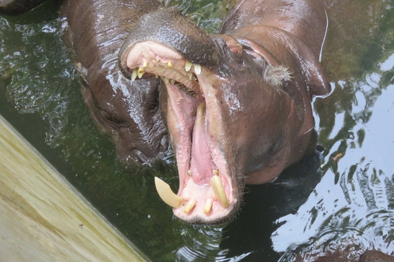 Личный взгляд Шри Ланка 2015