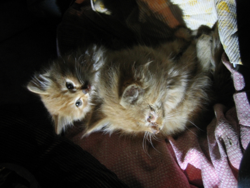 Поговорим о кошках34