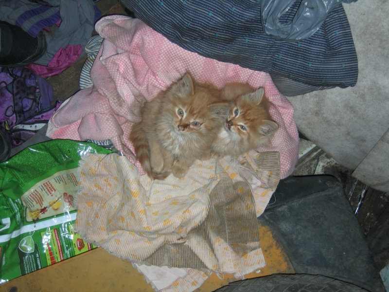 Кошки в нашей жизни. Кошки и все, что с ними связано.