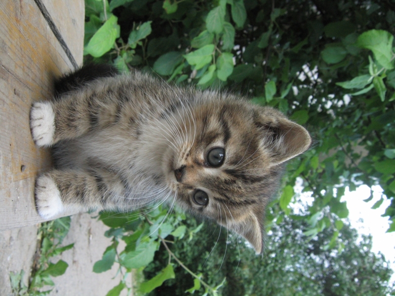 Поговорим о кошках34