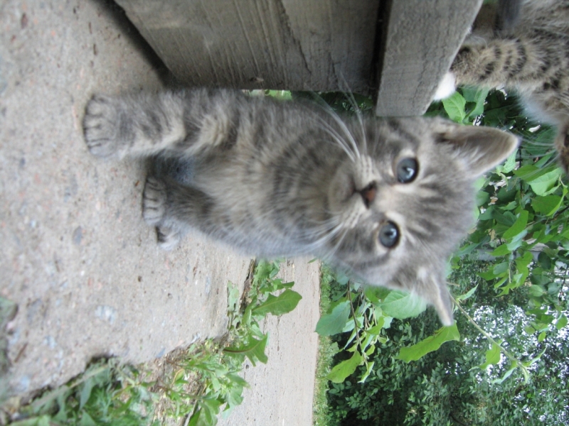 Поговорим о кошках34