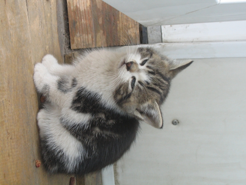 Поговорим о кошках34