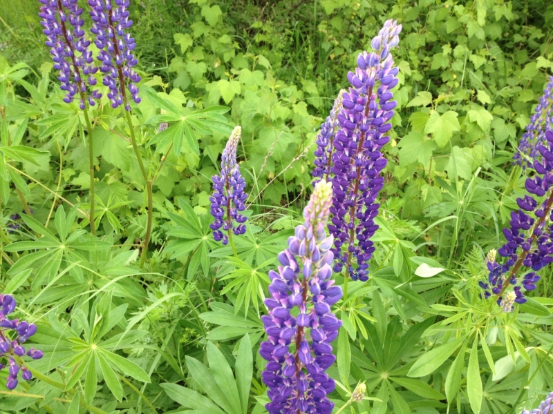 Нижний Новгород и Казань в июне 2015 глазами обывателей.