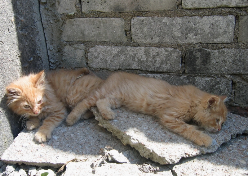 Кошки в нашей жизни. Кошки и все, что с ними связано.