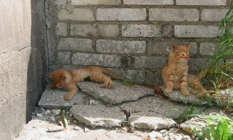 Поговорим о кошках34