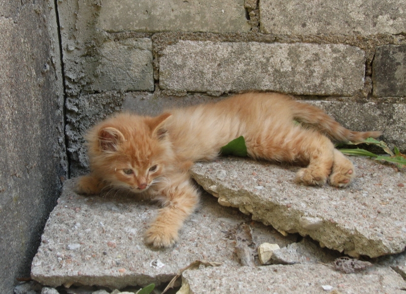 Поговорим о кошках34