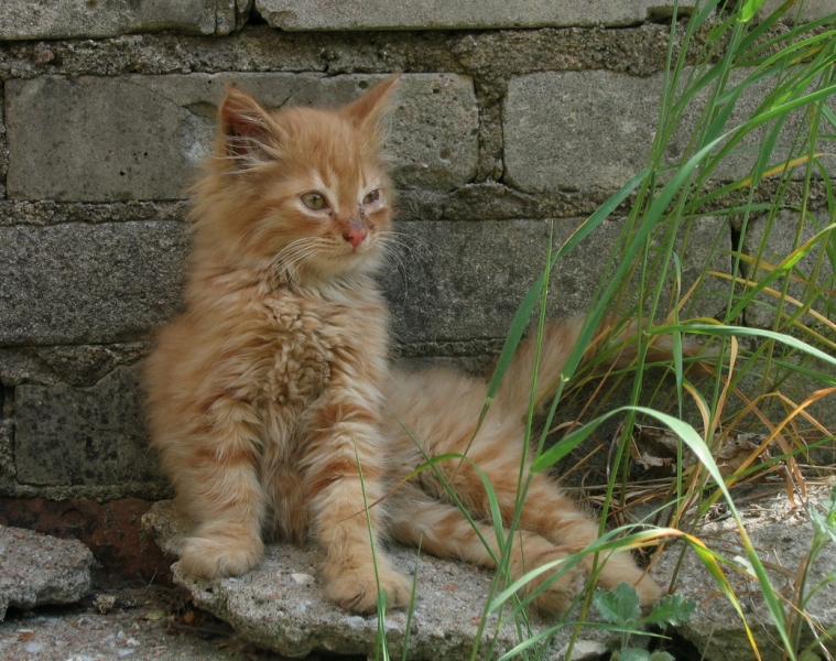 Поговорим о кошках34