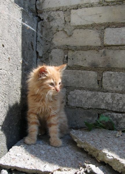 Поговорим о кошках34