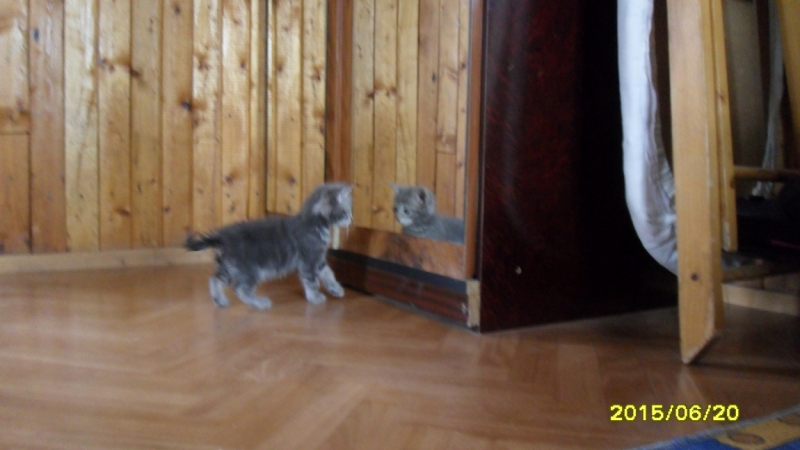 Поговорим о кошках34