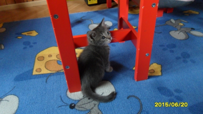 Поговорим о кошках34