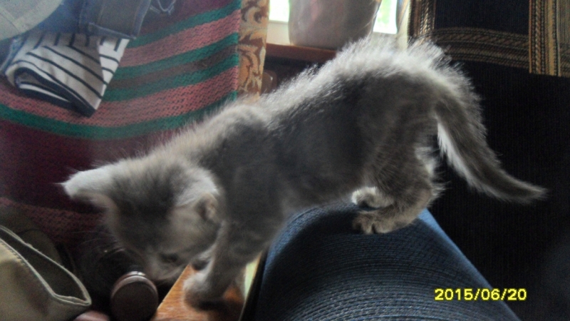 Поговорим о кошках34