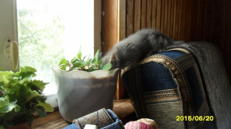 Поговорим о кошках34