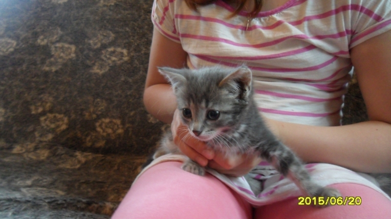 Поговорим о кошках34