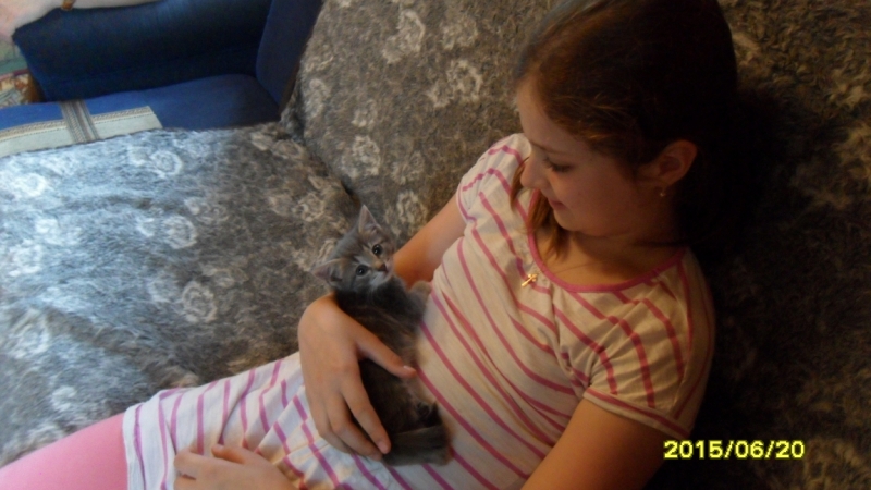 Поговорим о кошках34