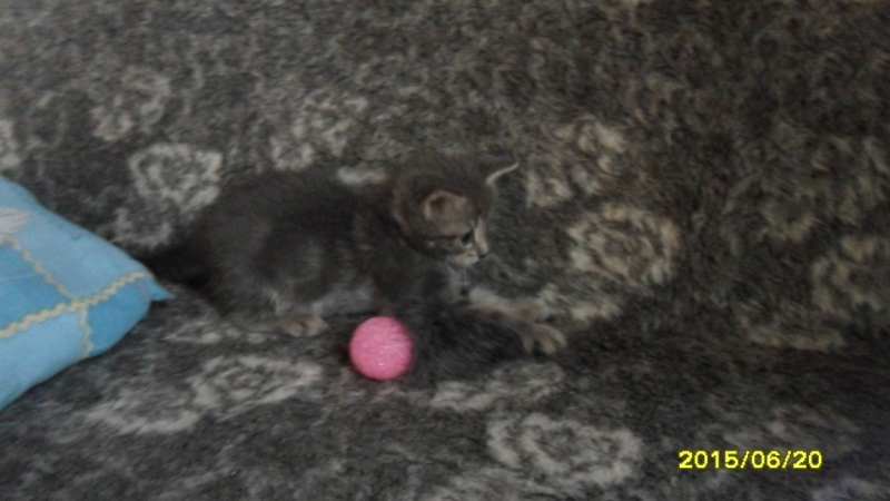 Поговорим о кошках34