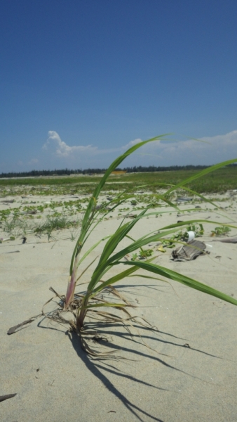 Вьетнам. Центральный и северный. Восемь четыре два