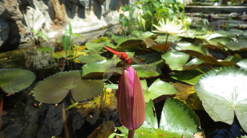 Вьетнам. Центральный и северный. Восемь четыре два