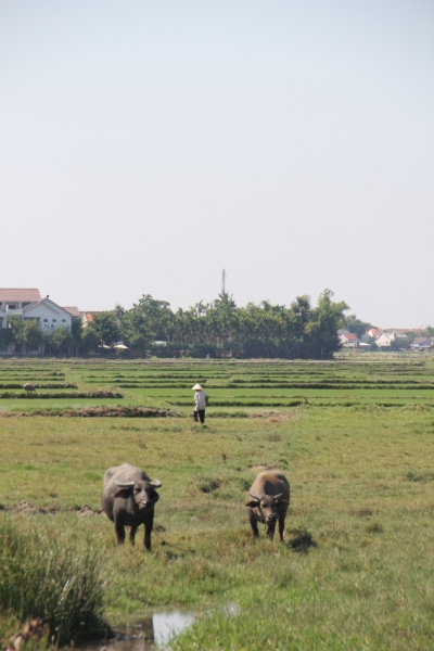 Вьетнам. Центральный и северный. Восемь четыре два