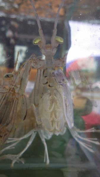 Вьетнам. Центральный и северный. Восемь четыре два